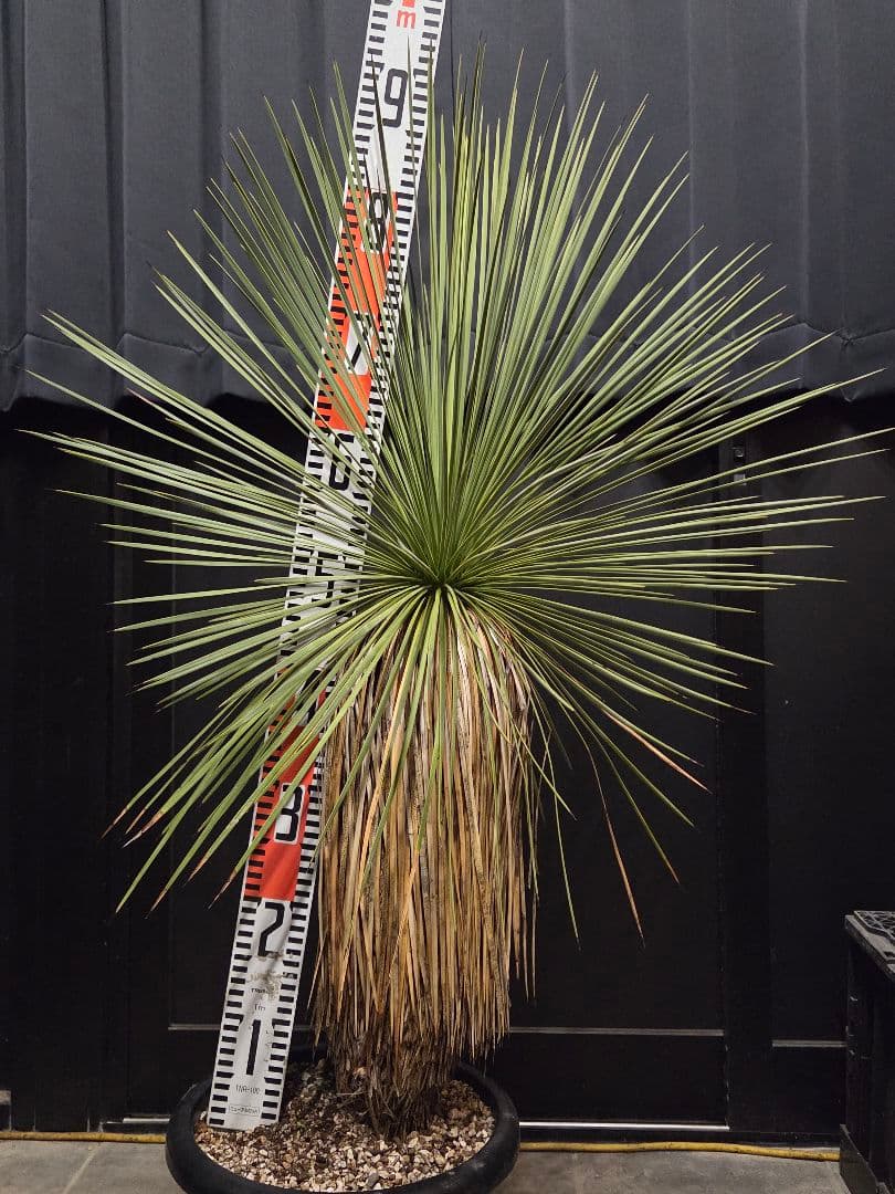 専用出品 リピ特割 ユッカ リネアリフォリア (な)