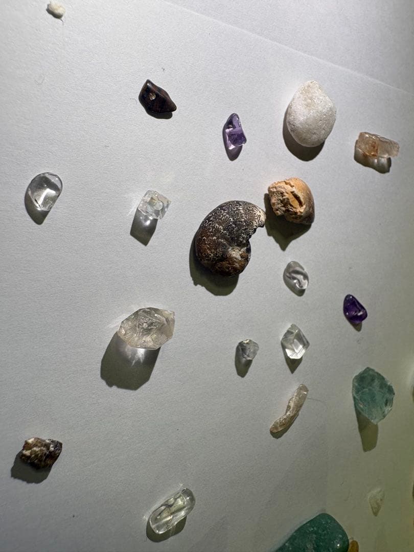 化石詰め合わせセット