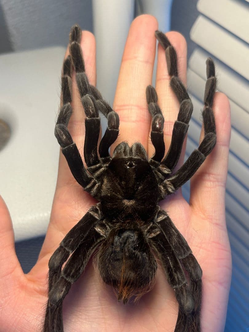 【特大標本】ボリビアンスティーリーブルータランチュラ LS17cm程ムカデ