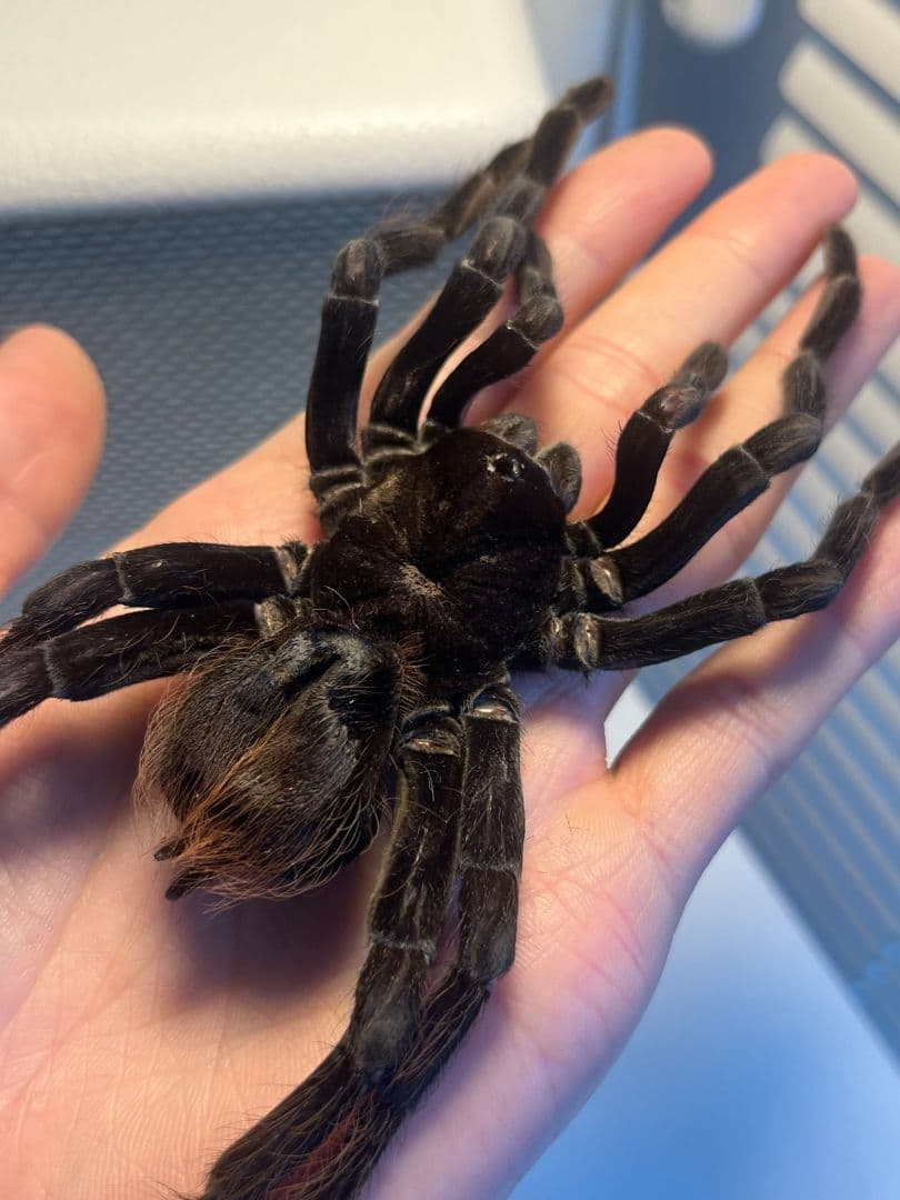 【特大標本】ボリビアンスティーリーブルータランチュラ LS17cm程ムカデ
