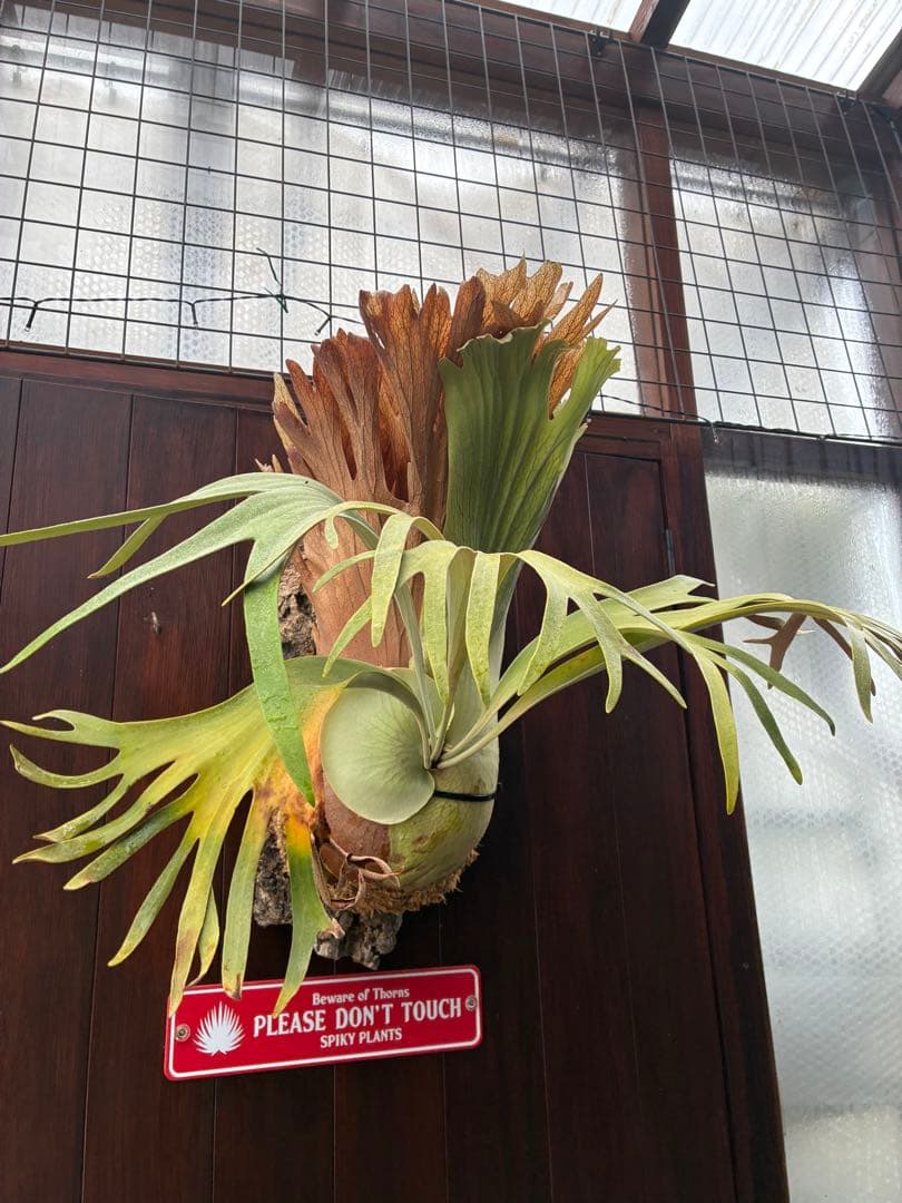 ビカクシダss.foong ウィリンキーベイチーリドレイヒリー