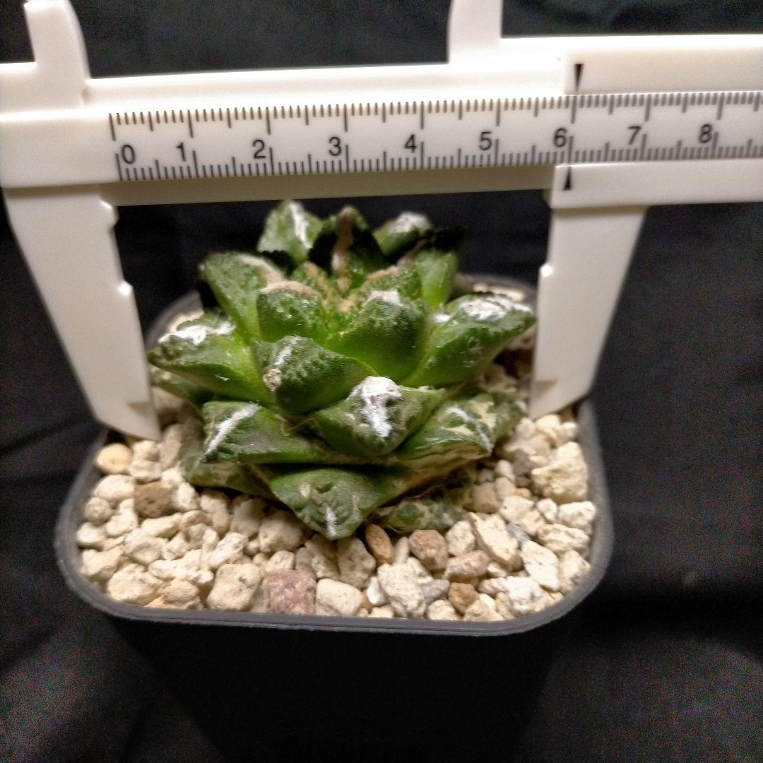 アリオカルプス 連山 短疣亀甲牡丹 2株セット 竜角牡丹 玉牡丹 花牡丹 黒牡丹