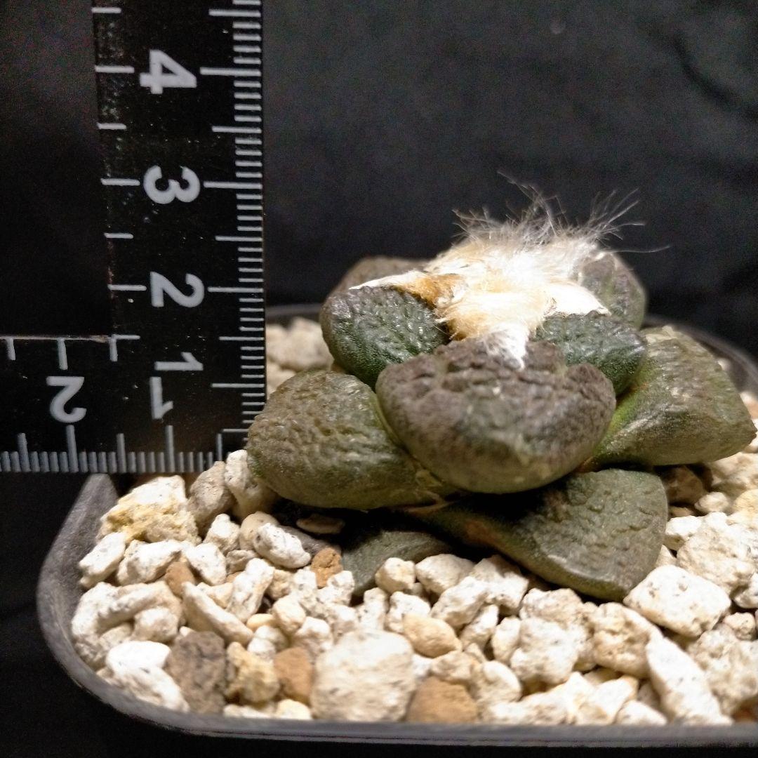 アリオカルプス 連山 短疣亀甲牡丹 2株セット 竜角牡丹 玉牡丹 花牡丹 黒牡丹