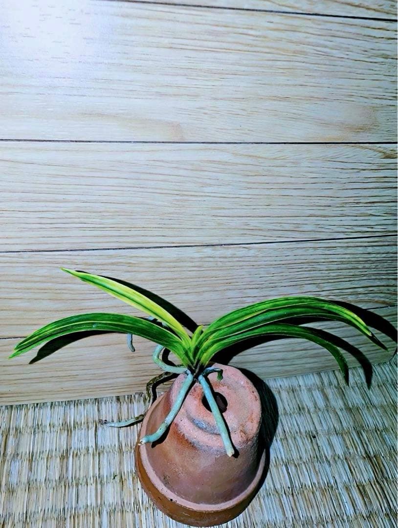 富貴蘭「李白」早い者勝ちのサービス商品♪