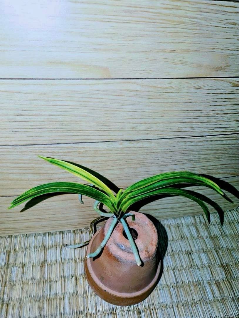 富貴蘭「李白」早い者勝ちのサービス商品♪