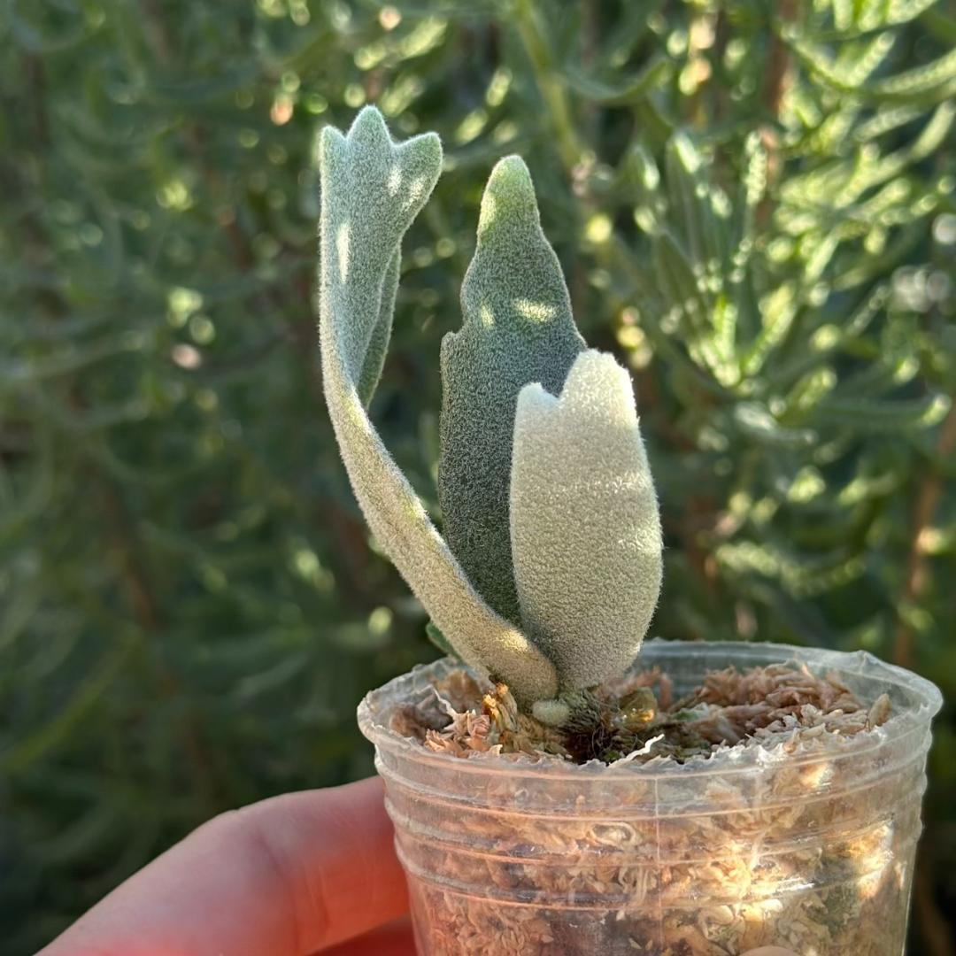 P.willinckii ’Asurada’ Sporeling 09