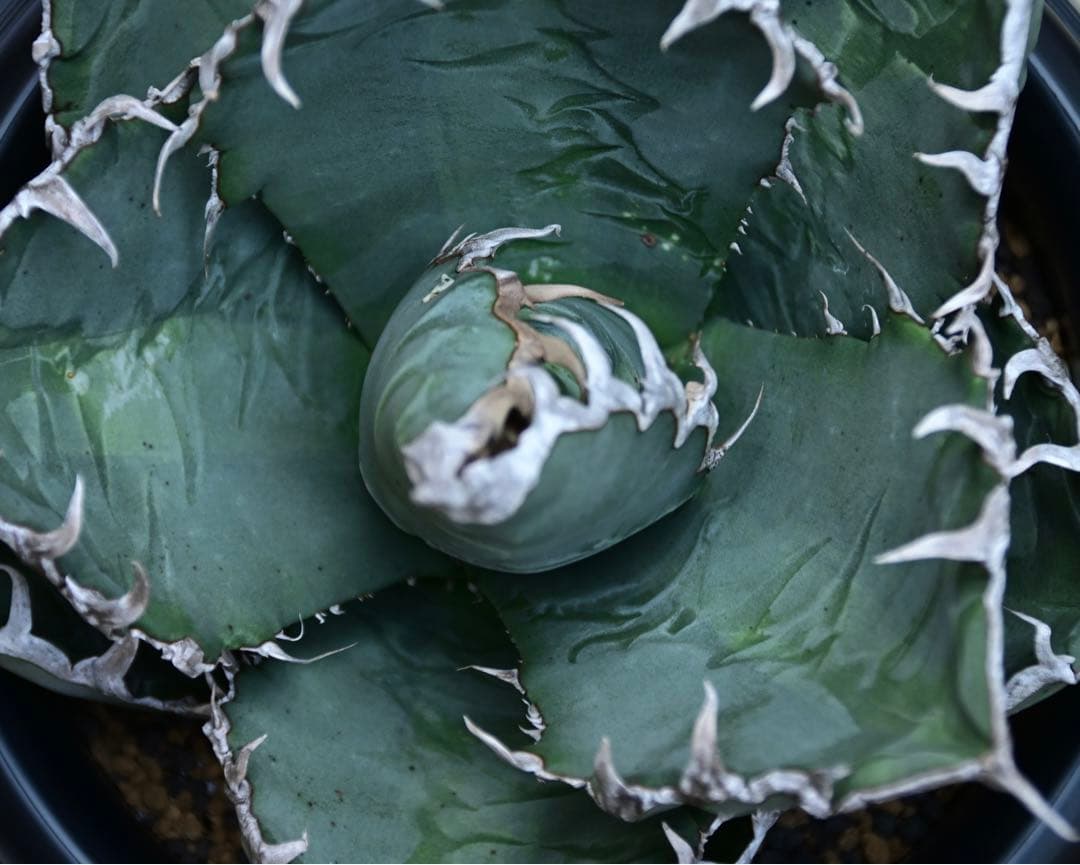 アガベ　チタノタ　ゴジラ　OSP株　成株　親株出品