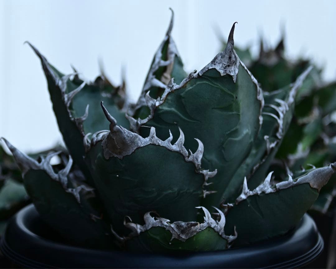 アガベ　チタノタ　ゴジラ　OSP株　成株　親株出品