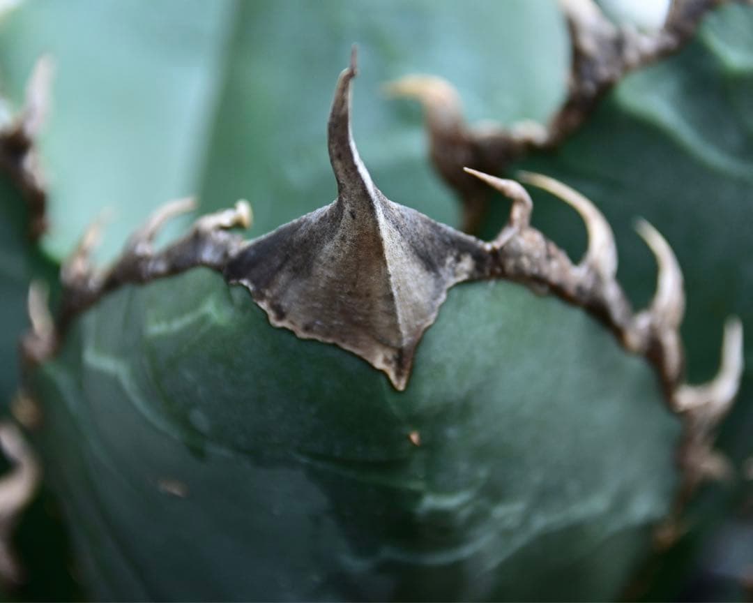 アガベ　チタノタ　ゴジラ　OSP株　成株　親株出品