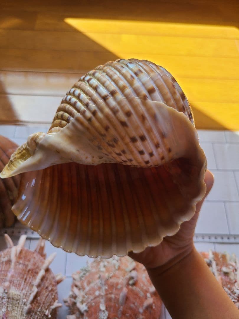 五島列島!特大! 貝殻　貝　標本　コレクション　タカラガイ　アンティーク　化石