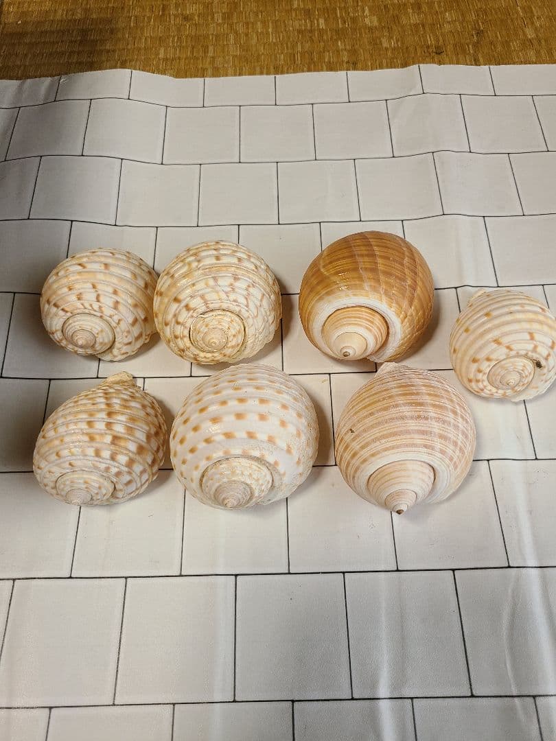 五島列島!特大! 貝殻　貝　標本　コレクション　タカラガイ　アンティーク　化石