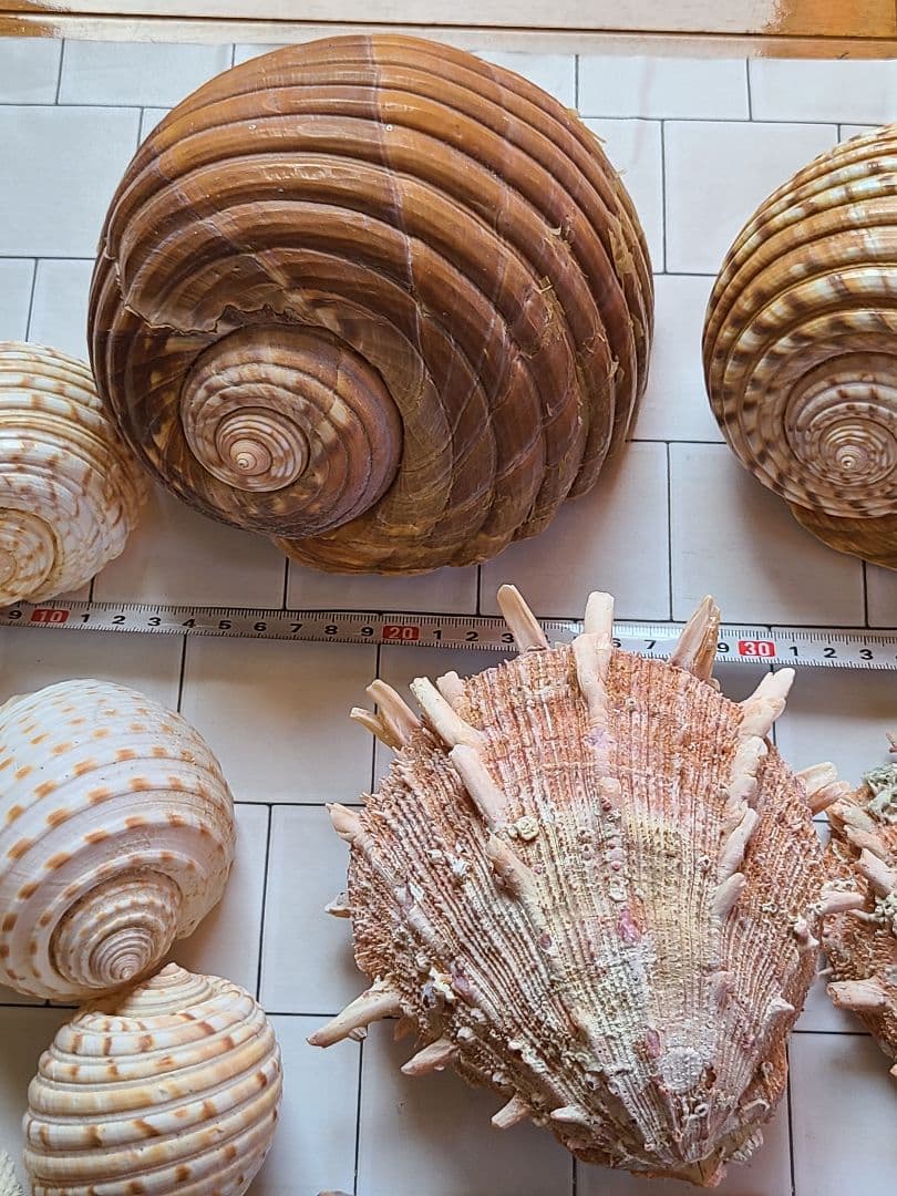 五島列島!特大! 貝殻　貝　標本　コレクション　タカラガイ　アンティーク　化石