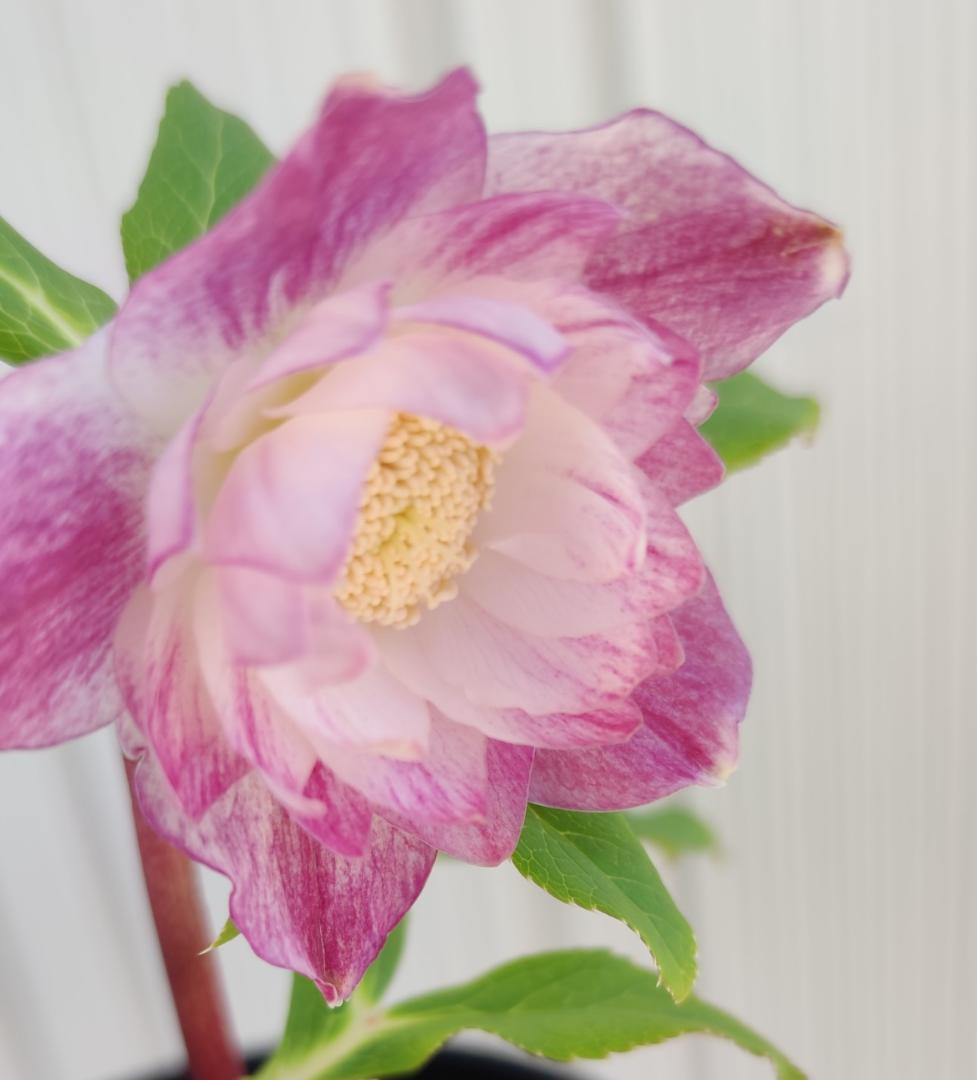 クリスマスローズ　広瀬園芸　やや多弁ピンクパープルグラデーションオーレア