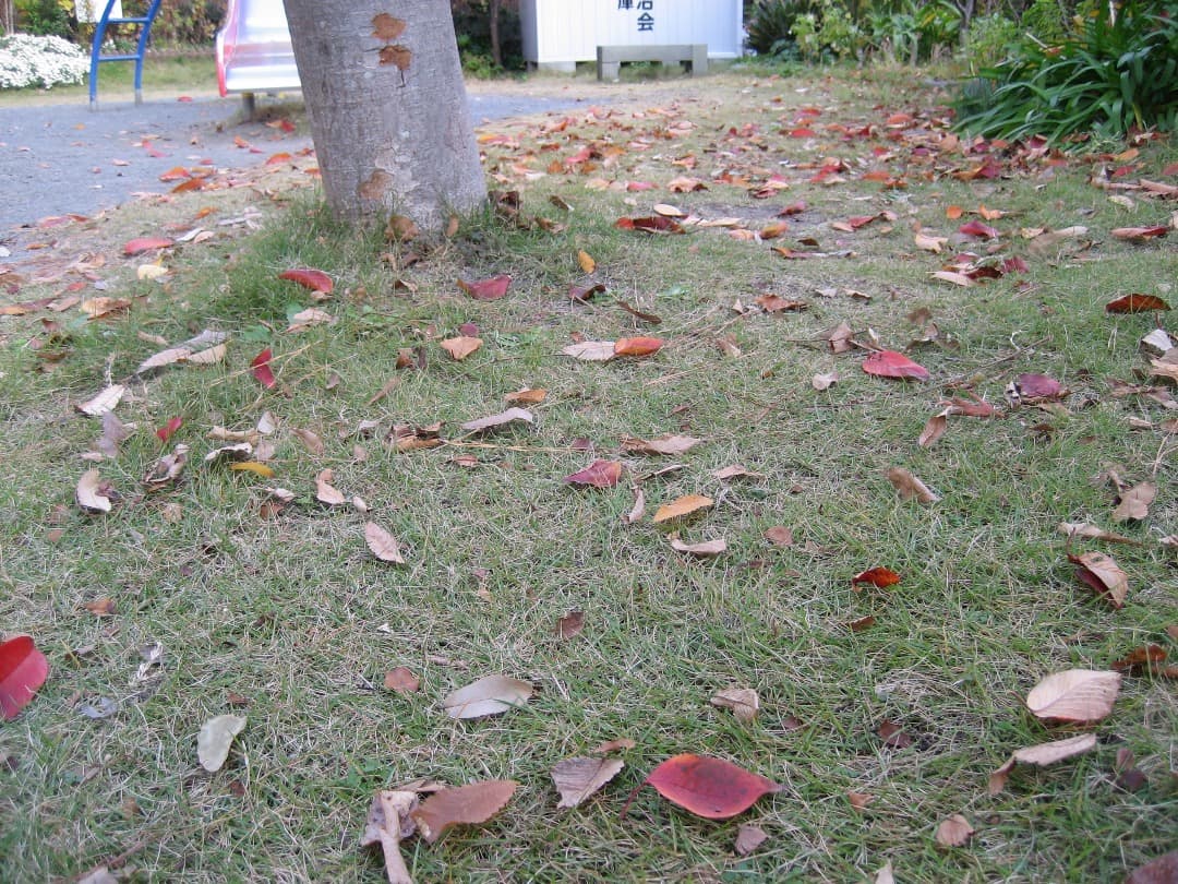 実写美⭕️良品【動作確認済】Canon　IXY　DIGITAL 70 PC1193