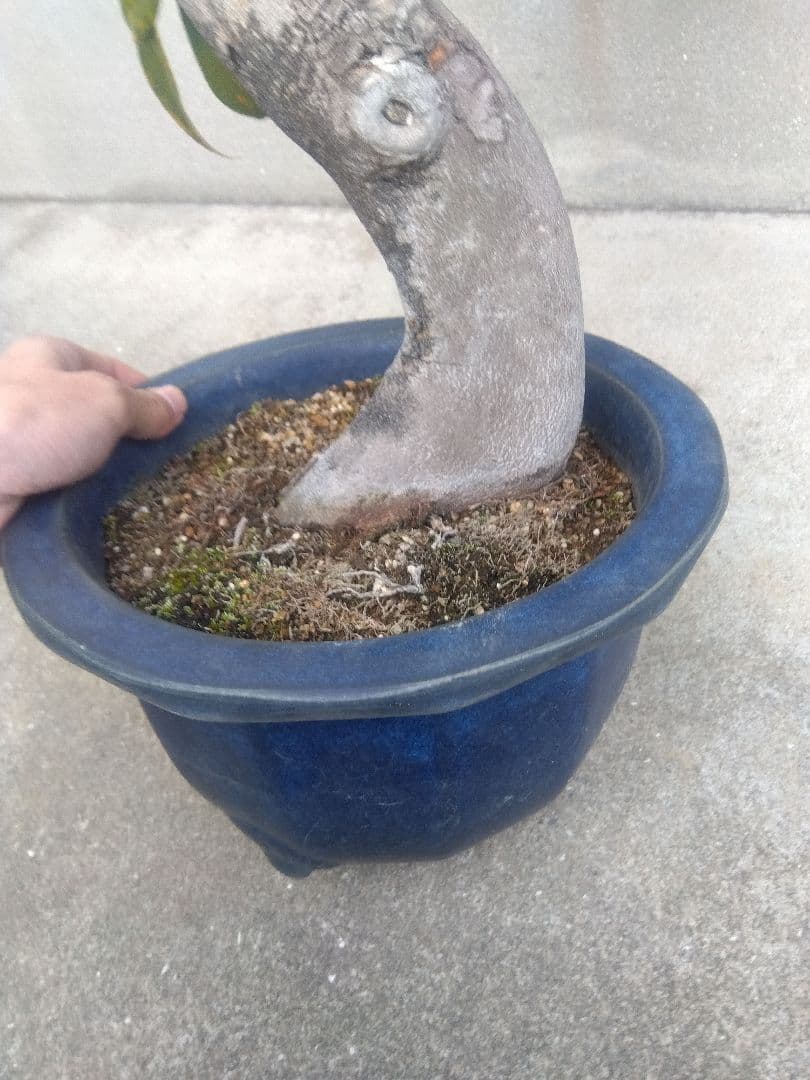 椿　ツバキ　盆栽　9号陶器鉢つき　極太❗