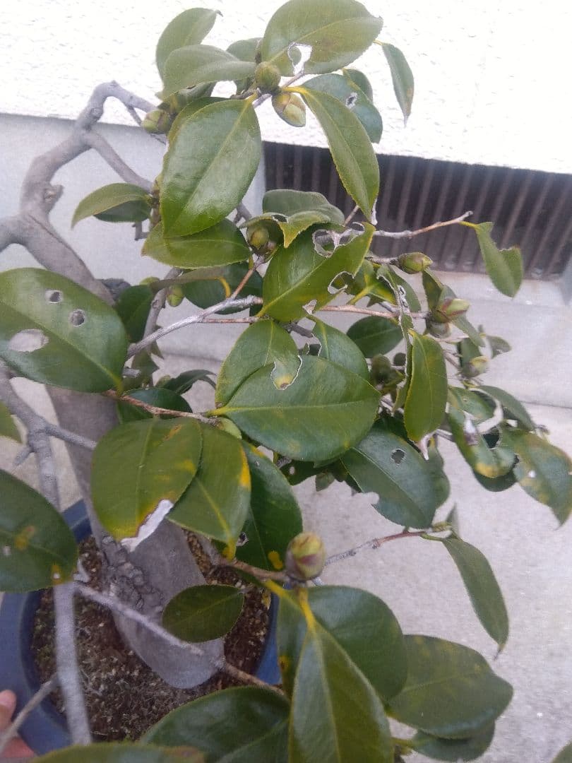 椿　ツバキ　盆栽　9号陶器鉢つき　極太❗