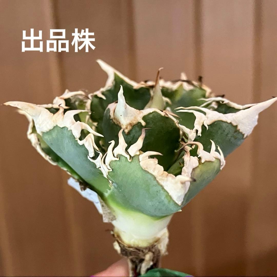 n*u様 【オークション】11 特選　太棘　アガべ　チタノタ　白豪刺　TC