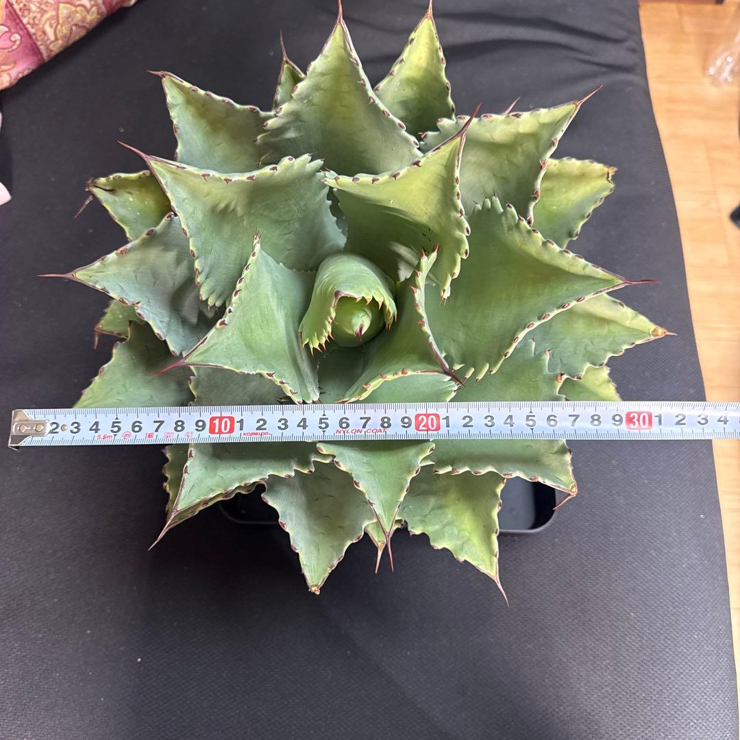 アガベ　シャウィー × イシスメンシス　ハイブリッド　シャウイシ　ジェレミー