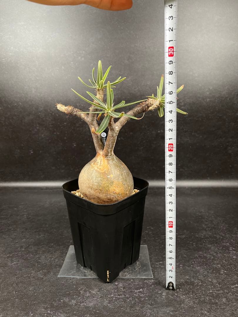 EMP パキポディウム グラキリス / ウサギ耳　現地球 C1