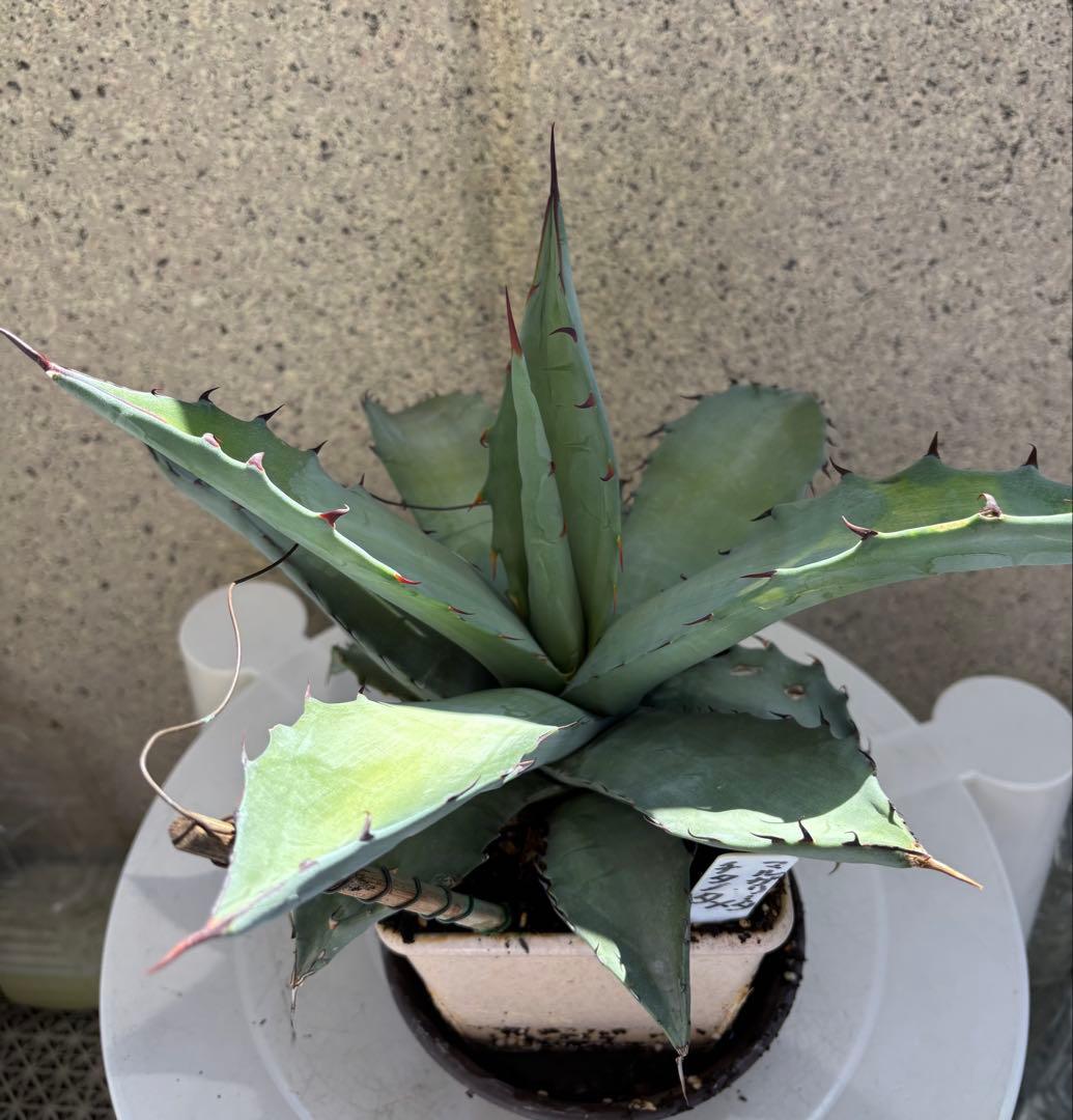 レア‼️ アガベ チタノタ × マルガリータ