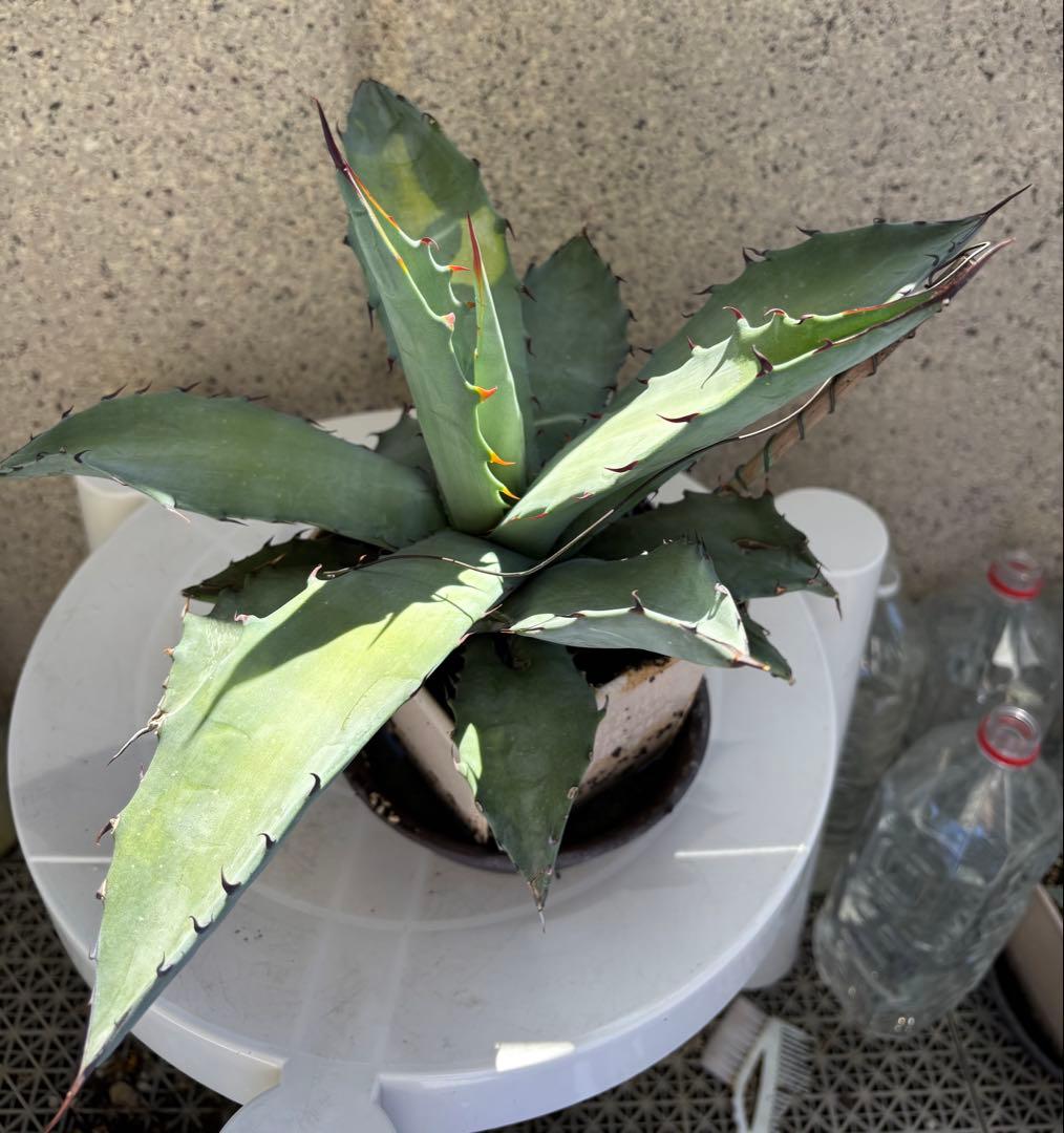 レア‼️ アガベ チタノタ × マルガリータ