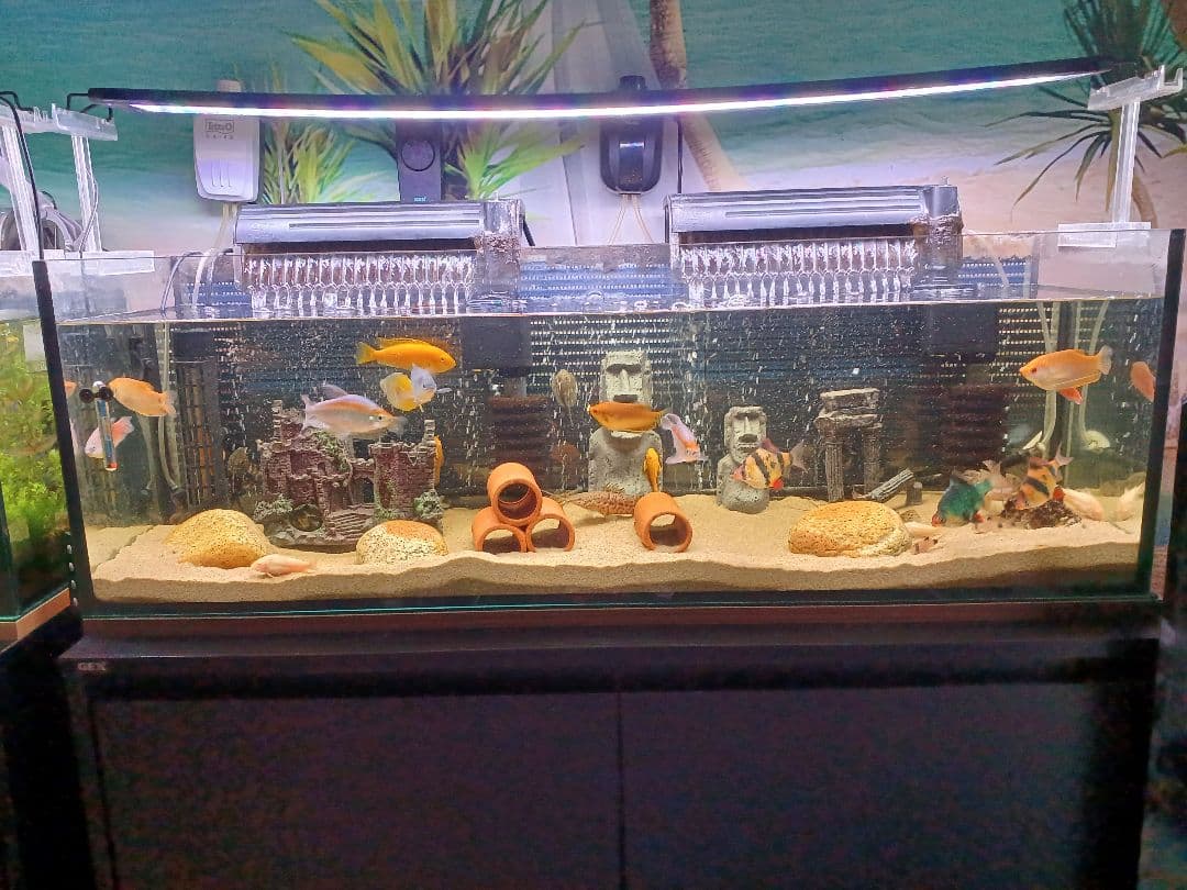 引き取り限定　水槽他　全て