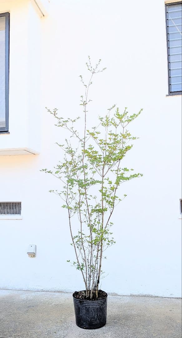 バツグン！山採りドウダンツツジ。