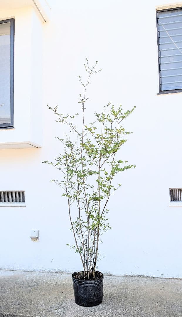 バツグン！山採りドウダンツツジ。