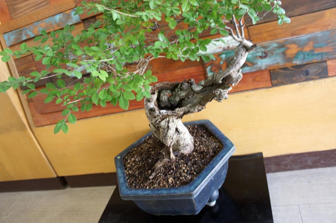 盆栽 『ブナ』 紅葉 インテリア 観葉植物 ガーデニング 送料無料 b192