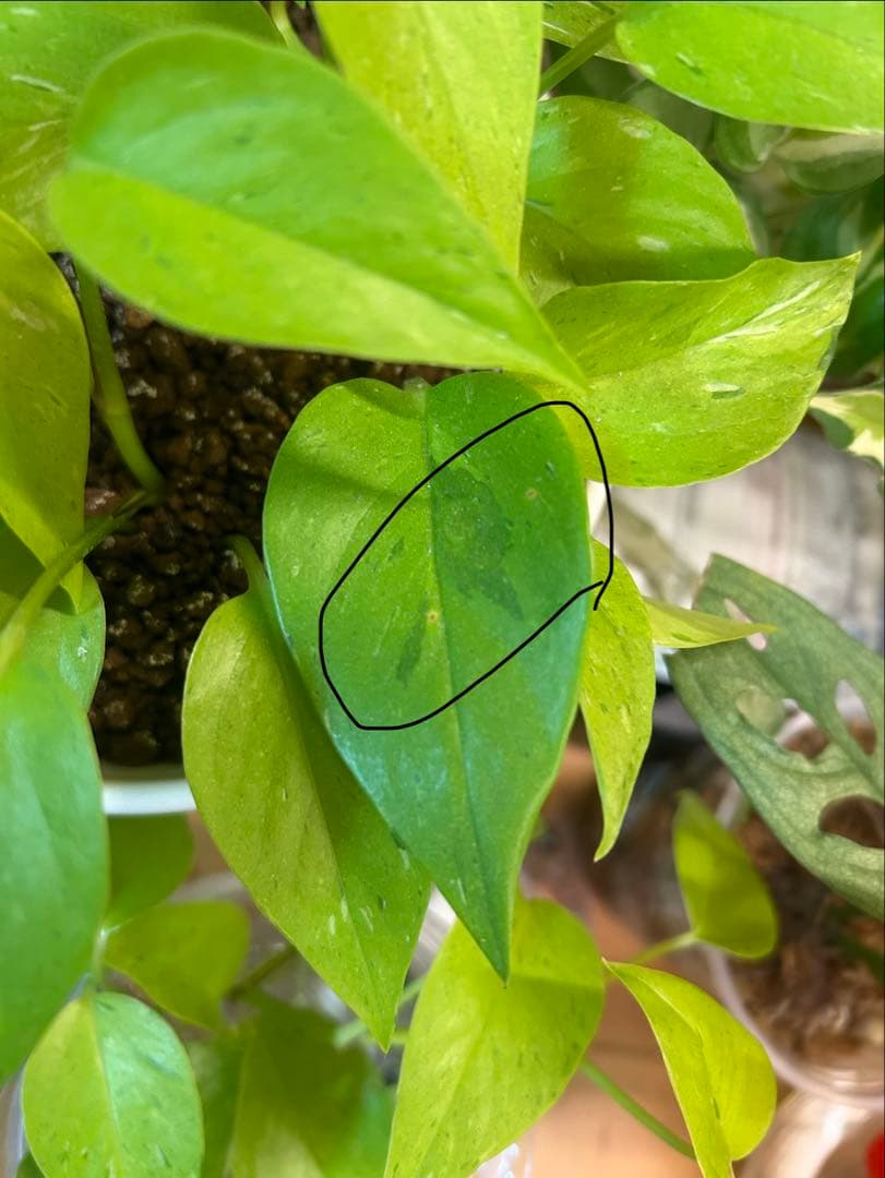 ポトスライムコンパクト