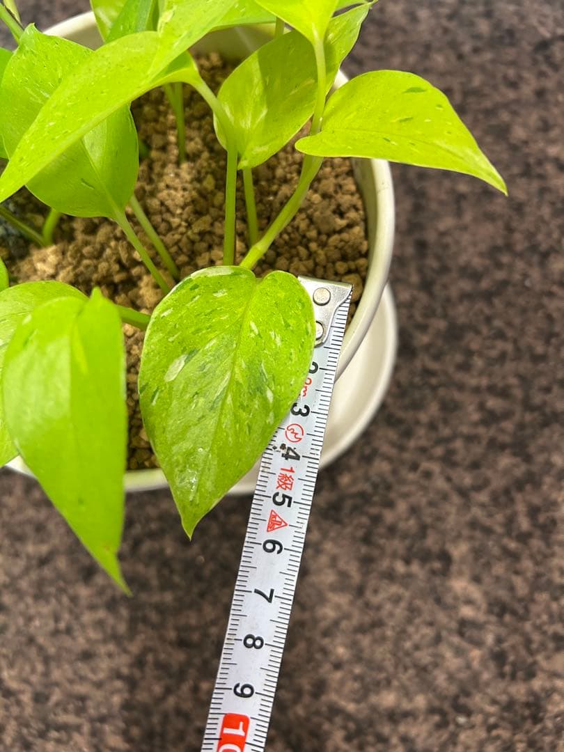 ポトスライムコンパクト