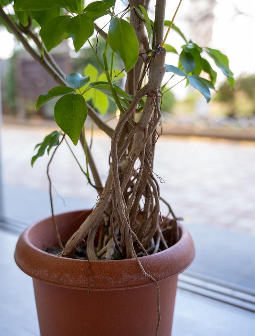 [期間限定SALE]シェフレラ・グランディ 8号｜一点限り｜mamidori