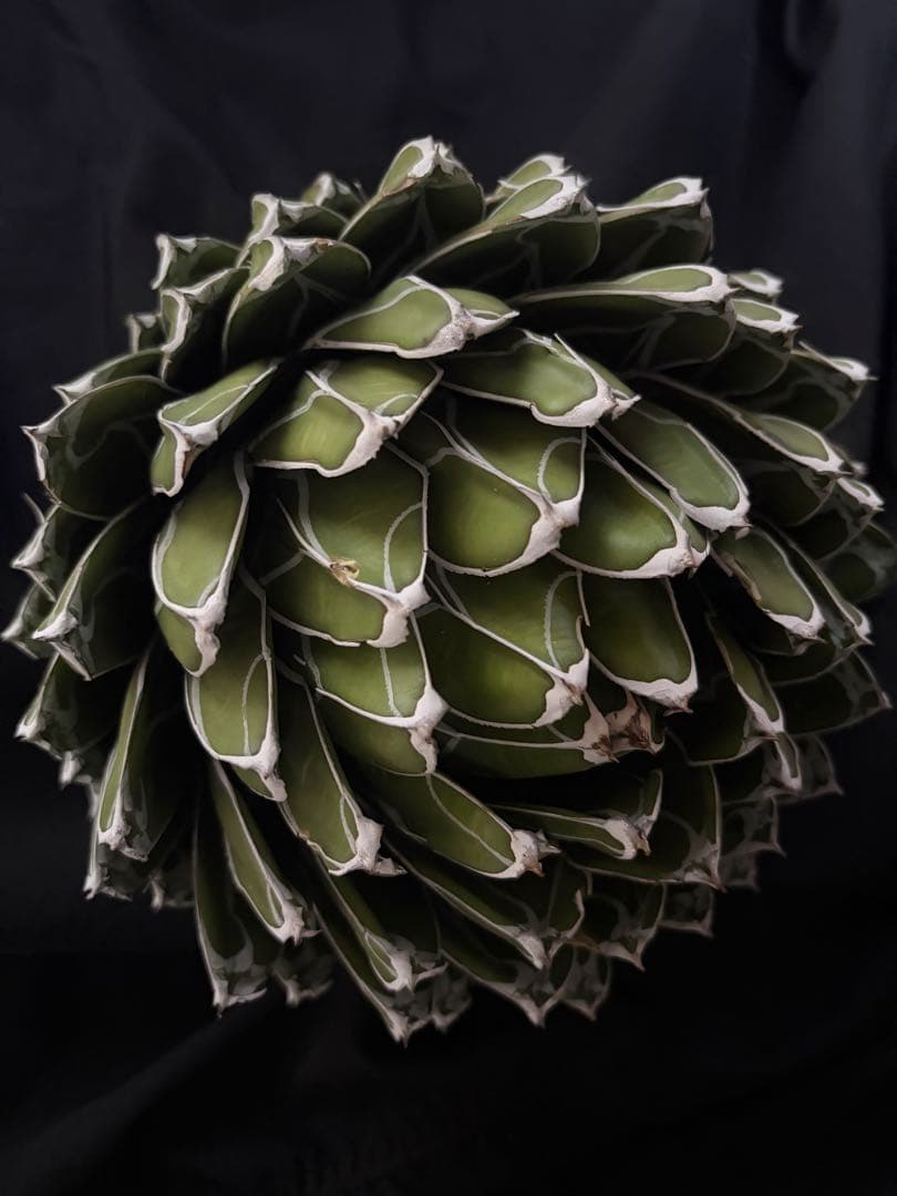 専用ページ　アガベ ダルマ笹の雪　濃白大苗◇ドライガーデン多肉サボテン　チタノタ