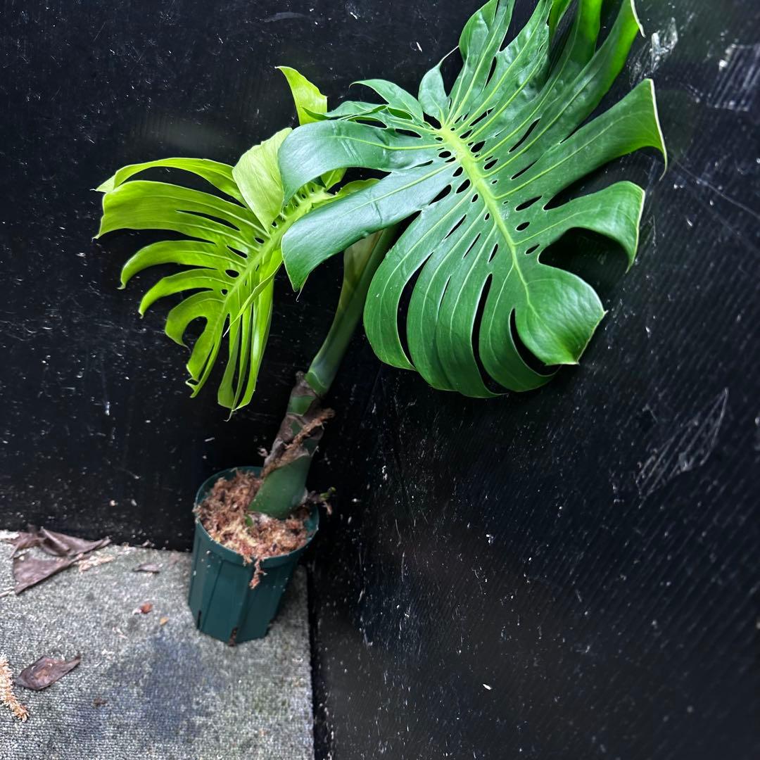 し*け様 モンステラデリシオーサマクロコズム超希少系統鉢植え67㎝