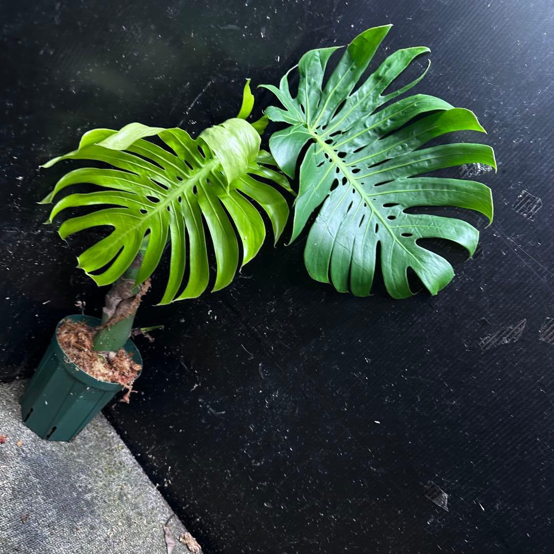 し*け様 モンステラデリシオーサマクロコズム超希少系統鉢植え67㎝