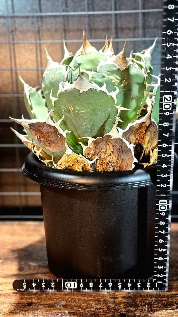 【大株】アガベ ノーネーム オテロイ チタノタ ボールタイプ