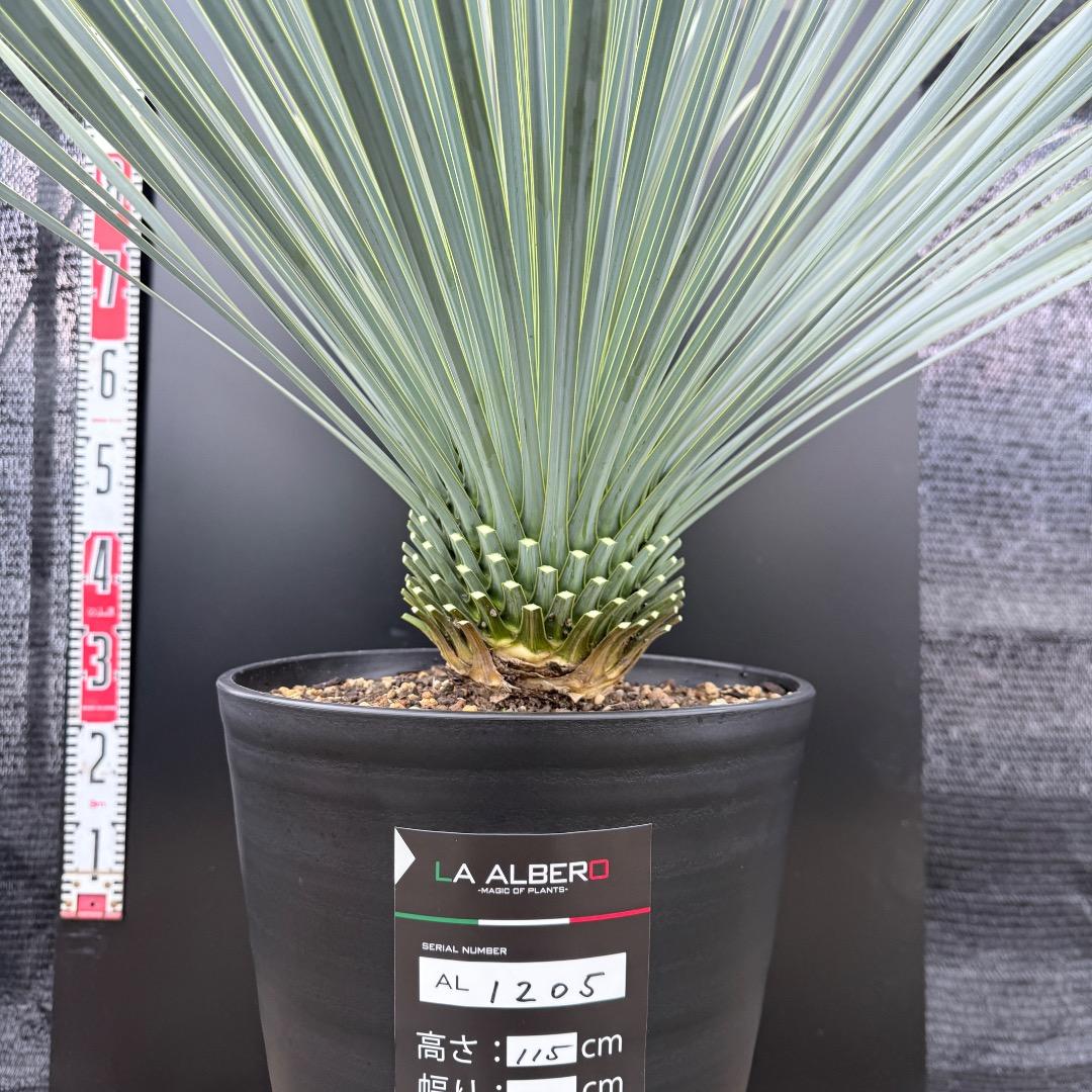 【AL1205】ユッカ　ロストラータ　ランチョブルー（品種名）