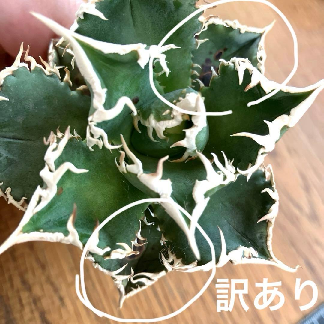 【速達】12 訳あり サイズ大　優秀　アガべ　チタノタ　白豪刺　TC