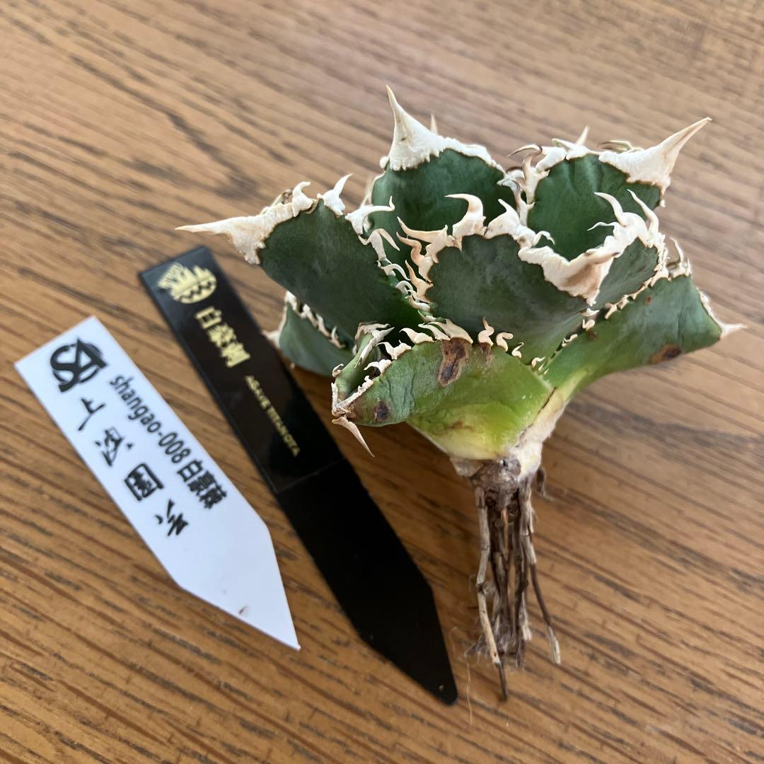 【速達】12 訳あり サイズ大　優秀　アガべ　チタノタ　白豪刺　TC