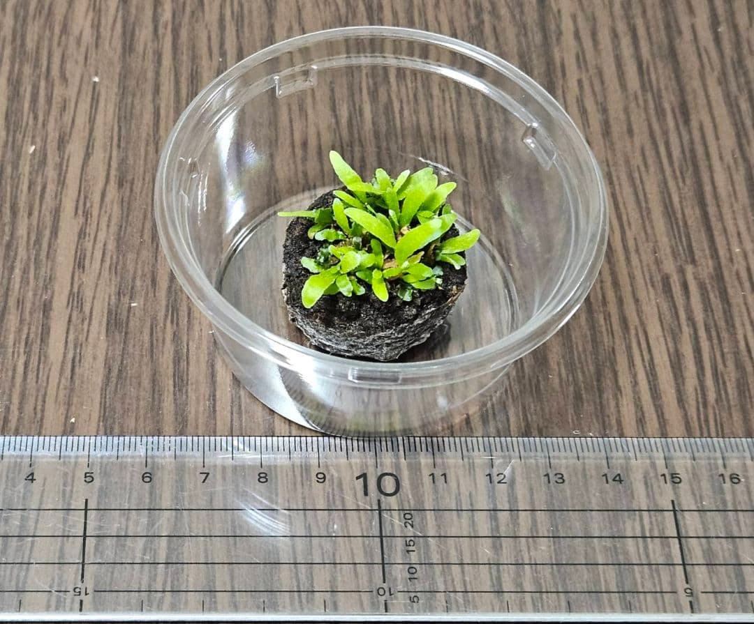 ウィリンキー イエロームーンドワーフ EXP