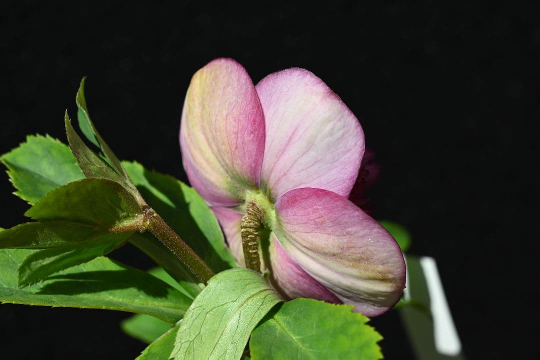 クリスマスローズ　極上！！アンティーク　モーリー　加藤農園