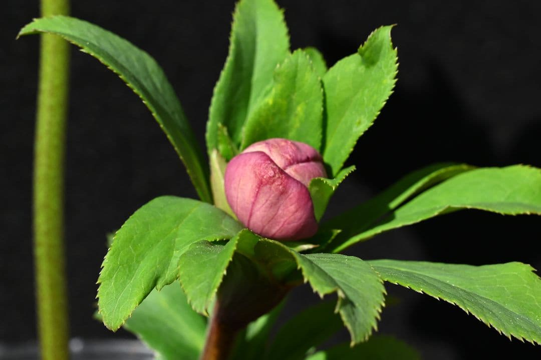 クリスマスローズ　極上！！アンティーク　モーリー　加藤農園