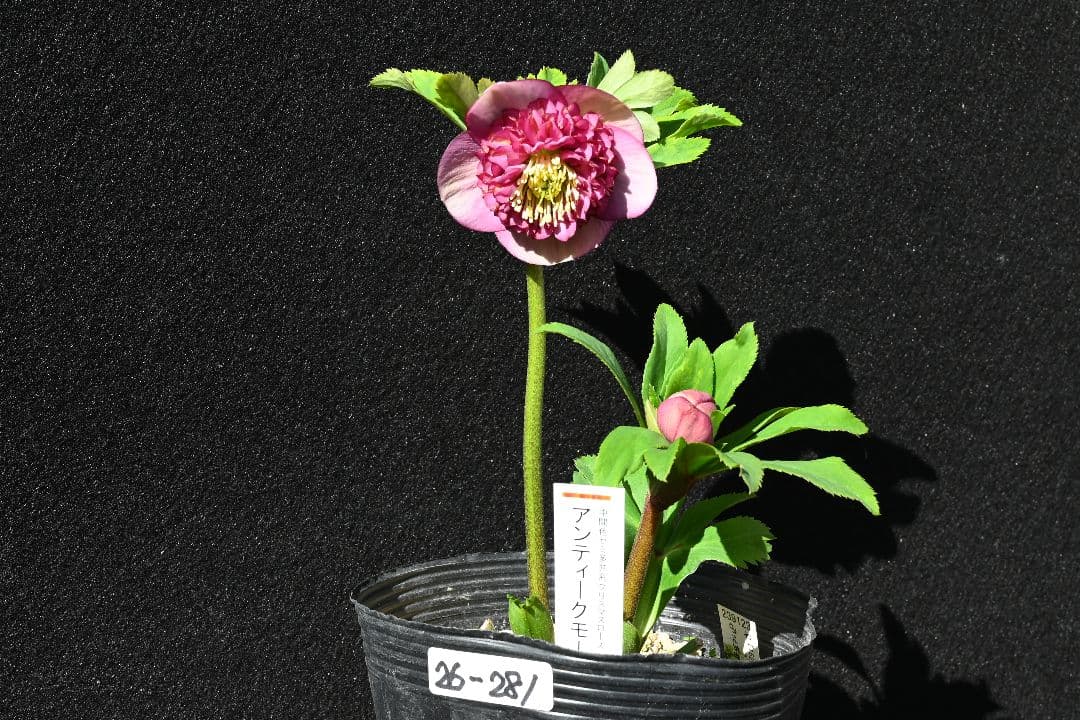 クリスマスローズ　極上！！アンティーク　モーリー　加藤農園