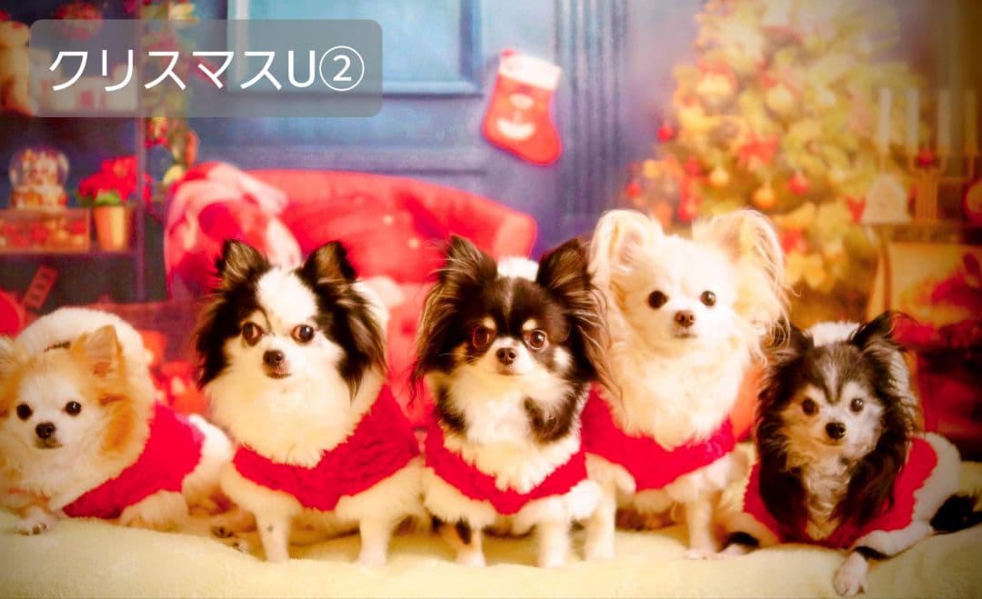 背景布　【　秋B　】　サンプル　ニューボーンフォトなどに♪