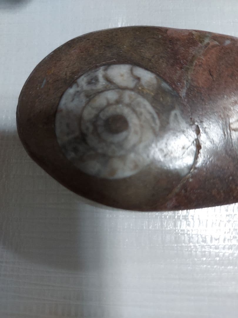 アンモナイトの化石