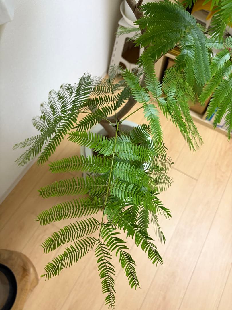 【直接取引のみ 東京都北区】エバーフレッシュ 観葉植物 約170cm プラ鉢のみ