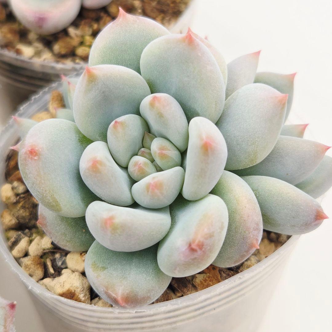 ひかる様 5苗 メルカリ便送料込