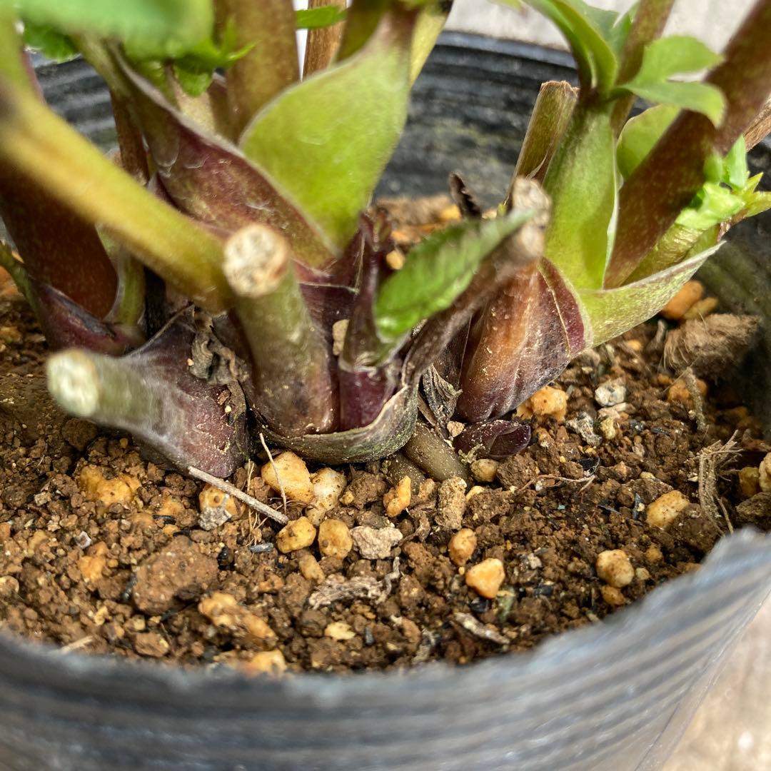 クリスマスローズ　開花株　3.5寸 　大木ナーセリー