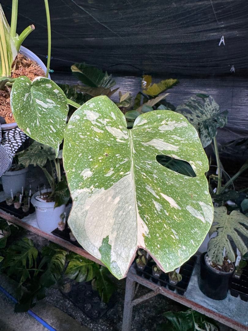 ル*ル様 1モンステラ　タイコンステレーション　スターライト