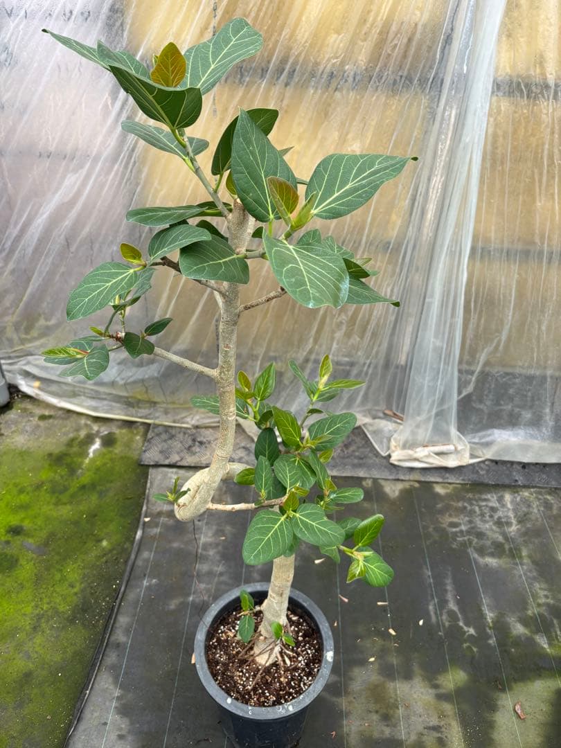 螺旋状のベンガレンシス10号　160センチ　現品